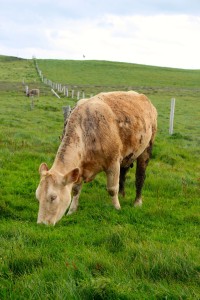 Cows Cliffs of Moher