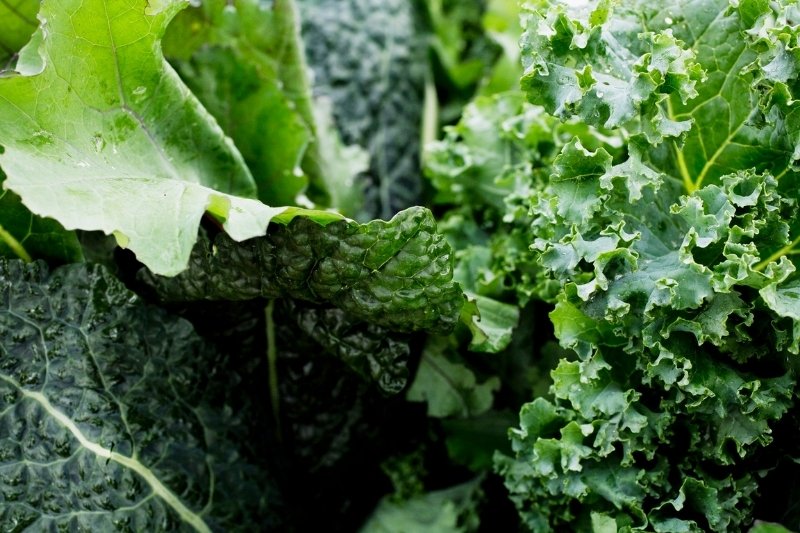 close up of kale