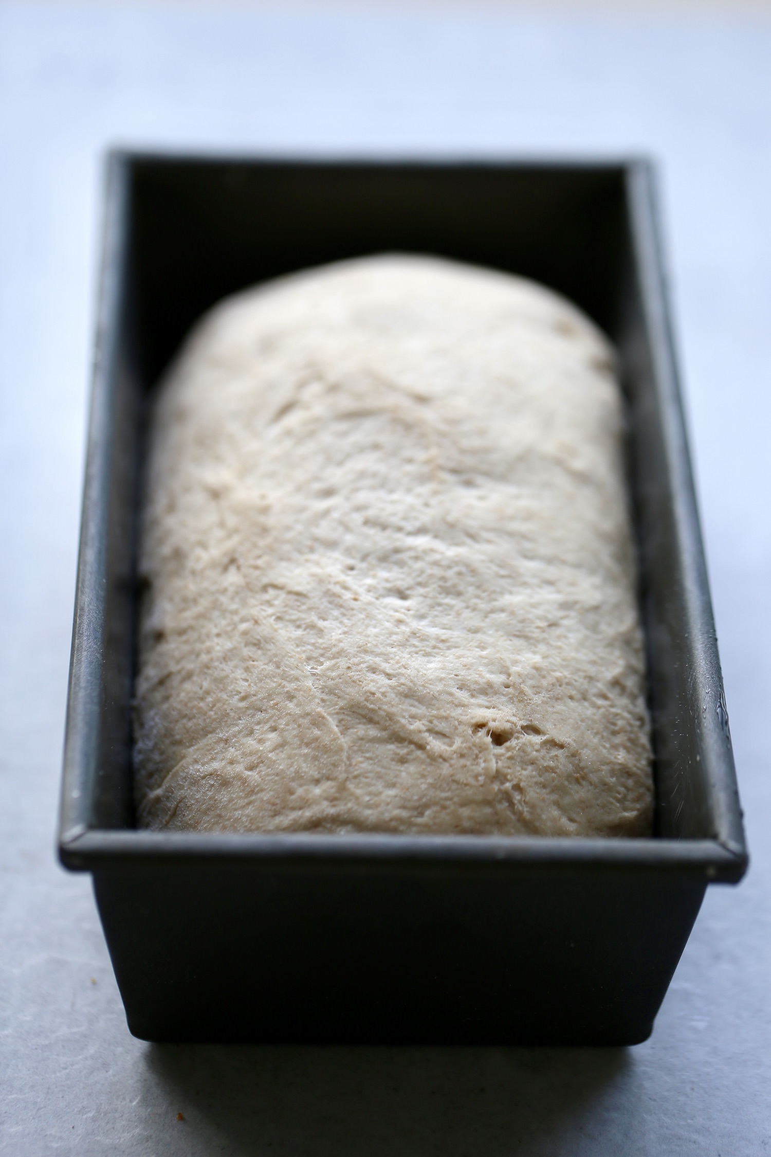Shaped sourdough bread dough in a loaf pan before its second rise. 